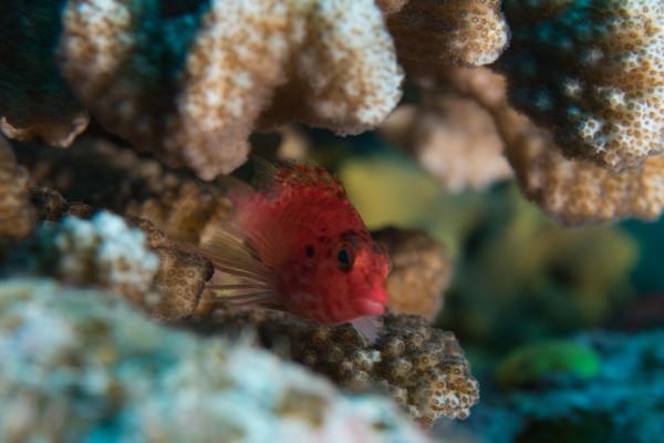 Red Fishy by Michael Brown